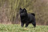 SCHIPPERKE 784